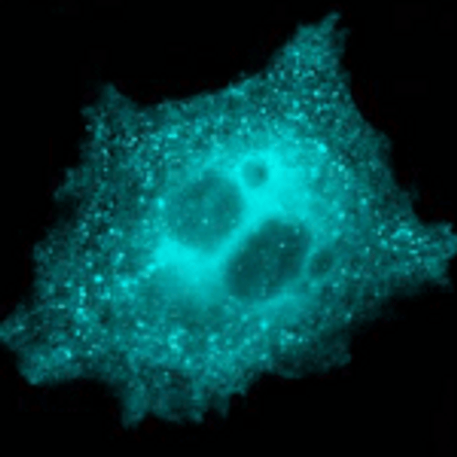 mTFP1 mRNA EXPRESS