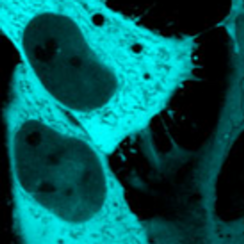 https://www.researchgate.net/figure/Characterization-of-the-in-vivo-properties-of-mTurquoise2a-i-Fluorescence-microscopy_fig1_221877718