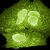 Fluorescence imaging of cells expressing mNeonGreen fused to a plasma membrane.