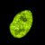 Fluorescence imaging of cells expressing mNeonGreen fused to replication foci.