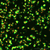 Nuclear mScarlet3 and GPI mNG in HEK293T cells. A2