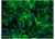 ABiHepatocytes