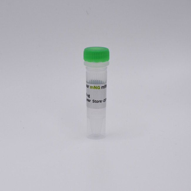 Nuclear mNG mRNA