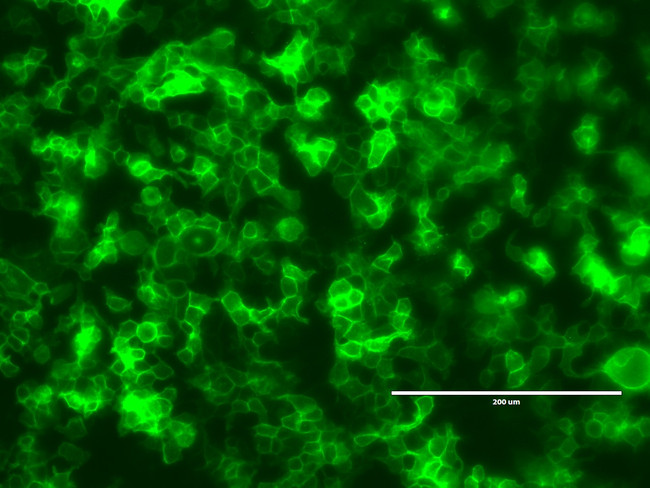 GPI mNG mRNA EXPRESS in HEK293T cells.