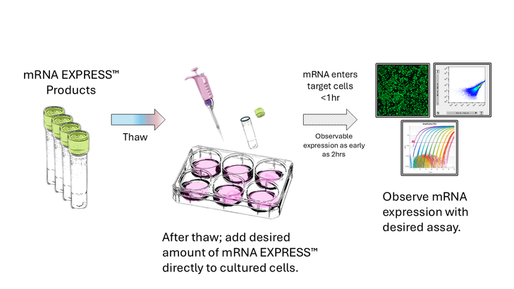 Membrane-Anchored mNeonGreen mRNA EXPRESS™