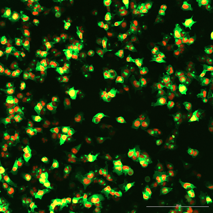 Nuclear mScarlet3 and GPI mNG in HEK293T cells. A2