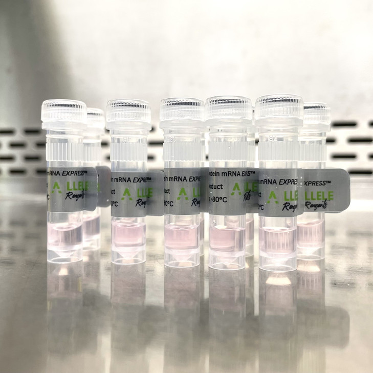 mMaple mRNA EXPRESS™