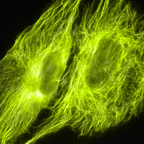 microtubules-color.png