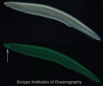 Amphioxus under white light (top) and under epifluorescence (bottom), various GFP's can be seen under fluorescence