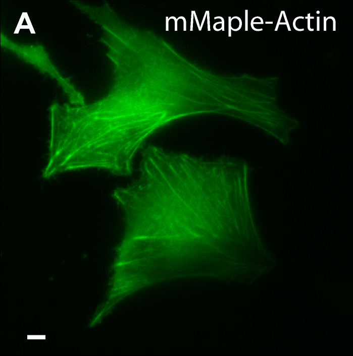 journal.pone.0051314.g007-2-.png journal.pone.0051314.g007-2-.png