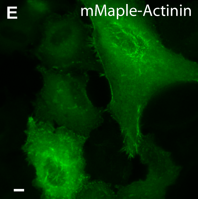 journal.pone.0051314.g007-3-.png journal.pone.0051314.g007-3-.png