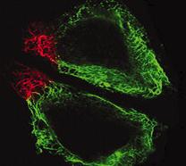 mclav1.jpg mclav1.jpg