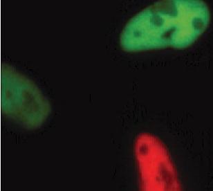 mclav3.jpg mclav3.jpg