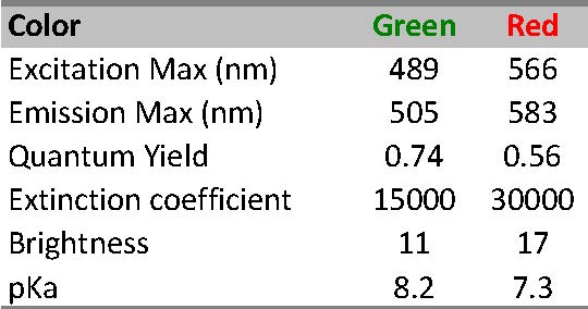 mmaple-2.jpg mmaple-2.jpg