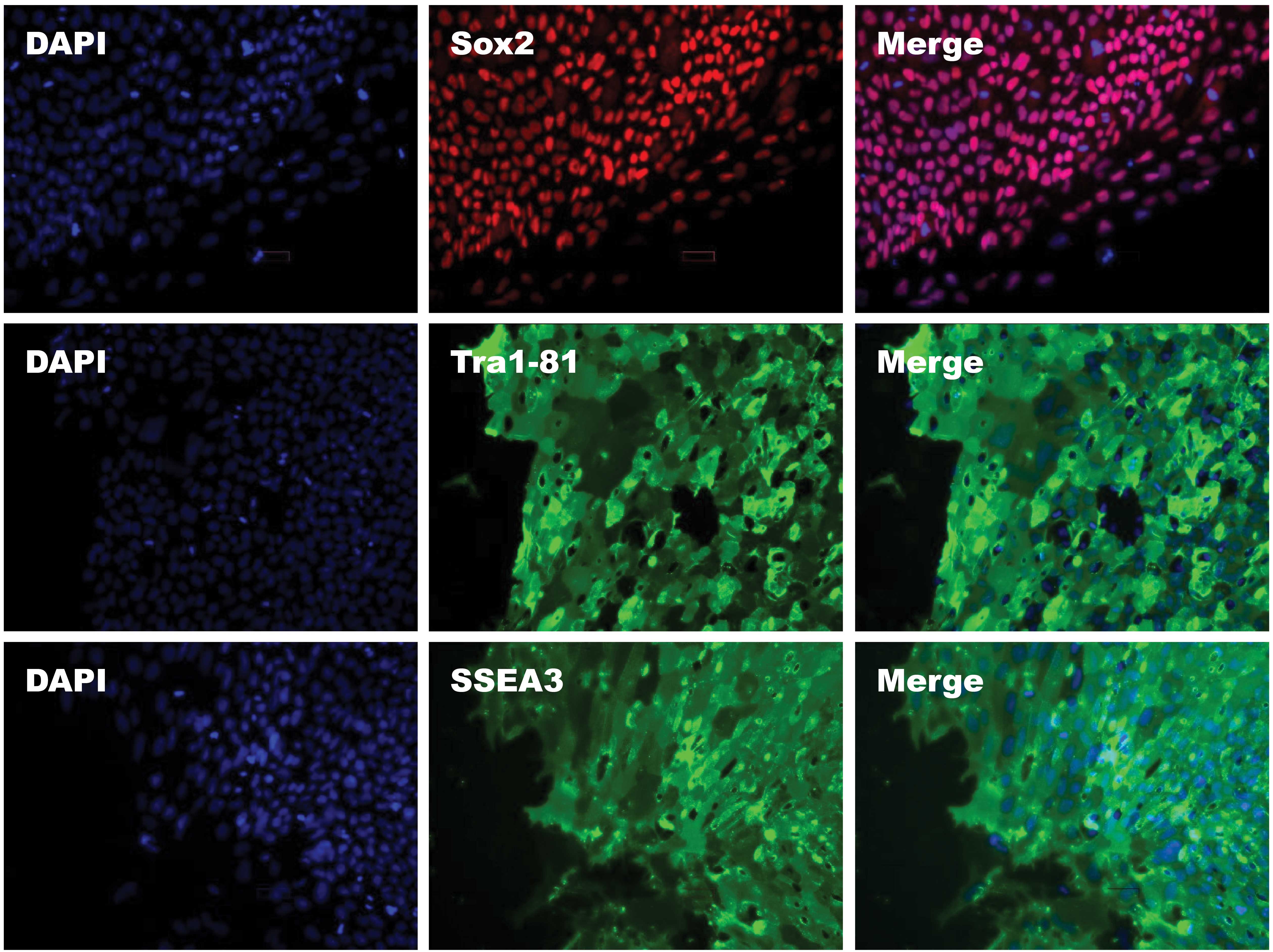 ripsc-staining-website.jpg