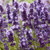 English Lavender Fragrance Oil 50ml