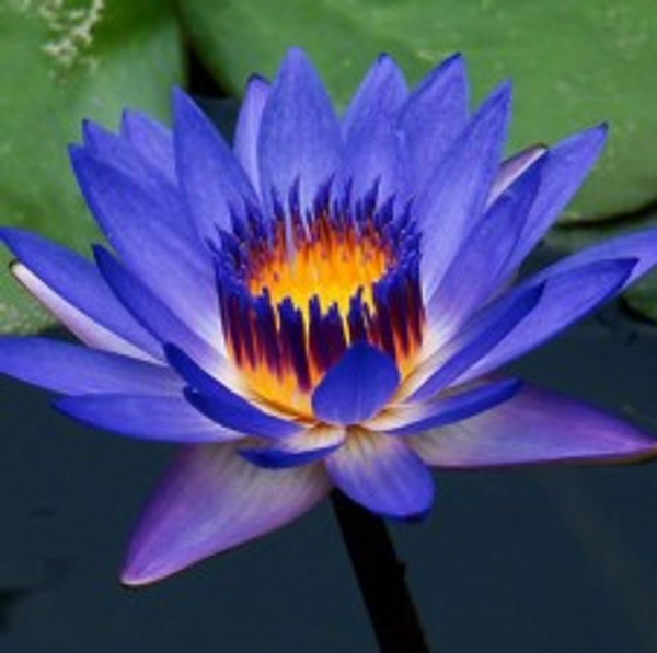 Midnight Lotus Fragrance Oil 50ml