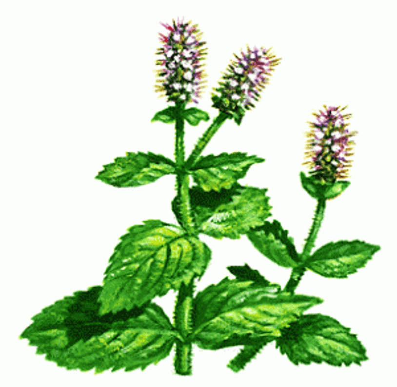 Fun Facts About Mint