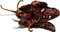 Smoked Serrano Peppers Whole