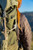 RLL013-01 Rescue Laser Light on backpack
