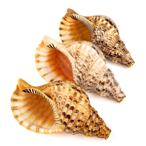13" Thetazen Triton Conch Shell Horn C Note #tz13cs02