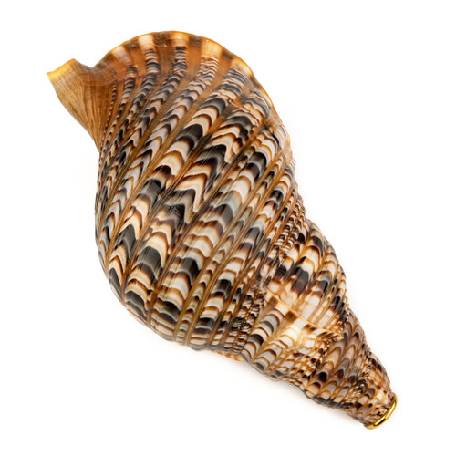 13" Thetazen Triton Conch Shell Horn C Note #tz13cs02