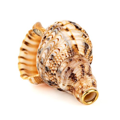 10.5" Thetazen Triton Conch Shell Horn #tz10.5cs