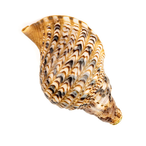 10" Thetazen Triton Conch Shell Horn #tz10cs