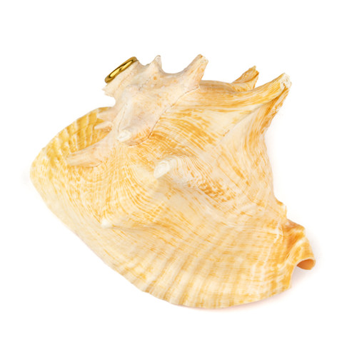 7.5" Thetazen Pink Queen Conch Shell Horn G Note #tz7.5cspq01