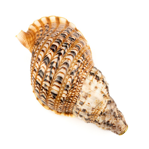 14" Thetazen Triton Conch Shell Horn A# Note #tz14cs01