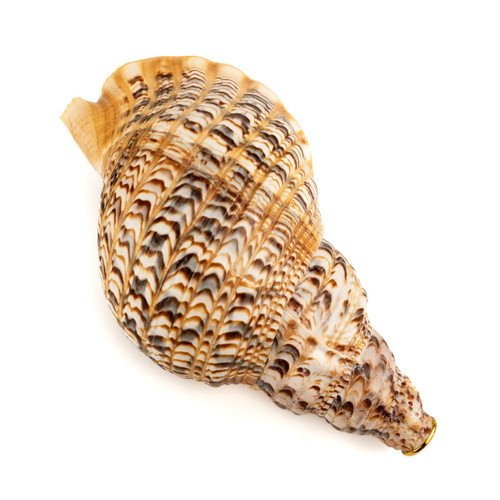 13" Thetazen Triton Conch Shell Horn C Note #tz13cs01