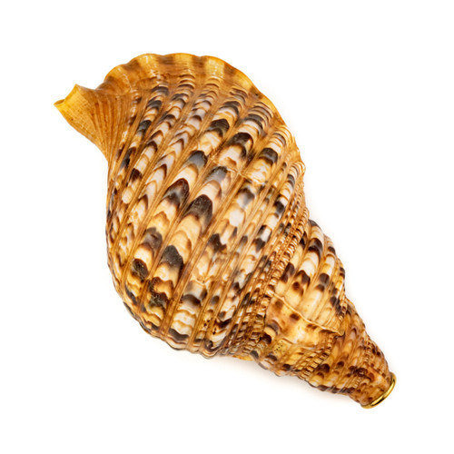 12" Thetazen Triton Conch Shell Horn C# Note #tz12cs01