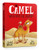 The Camel Who Had The Hump Board Book