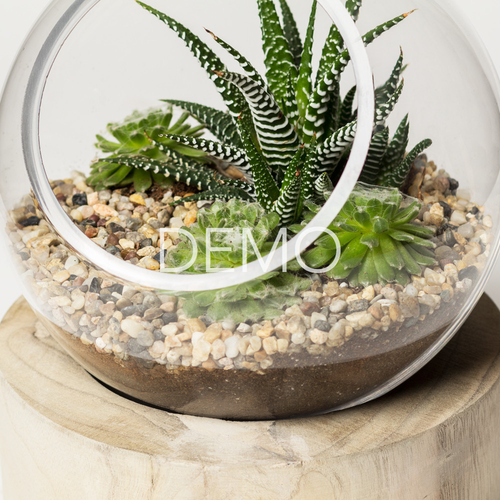 Fashion Orbit Terrarium - Large