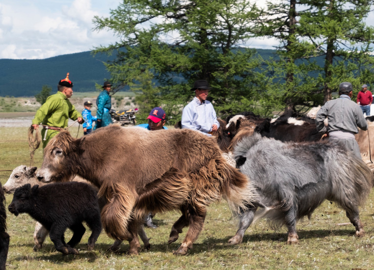 The Sustainable Future of the Mongolian Steppe