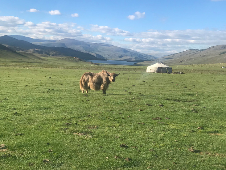 Mongolian Yak Fiber: A Story of Traditional Livelihoods and Eco-Friendly Home Decor