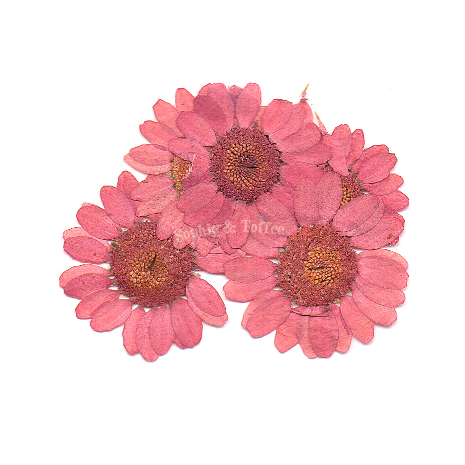 Pink Daisy Pressed Real Dried Flowers 6 Pieces