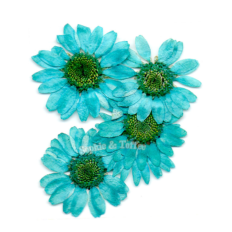 Turquoise Daisy Pressed Real Dried Flowers Pressed Flower Dried
