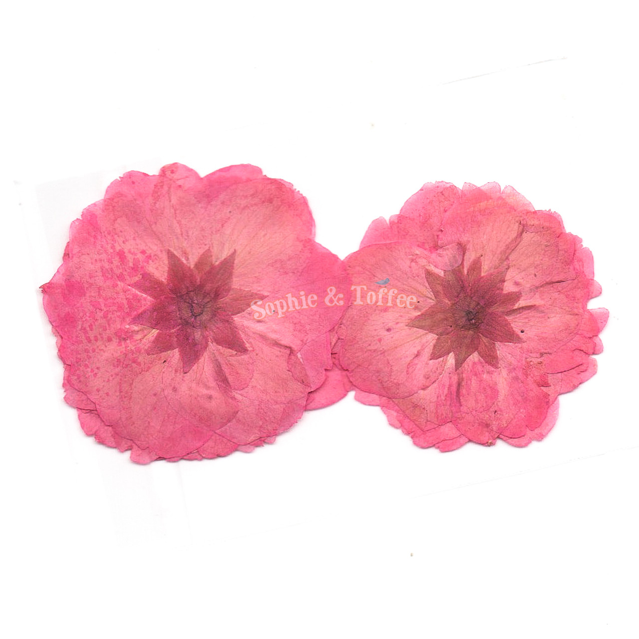 Real Sakura Flower Pressed Dried Flowers Pressed Flower Dried