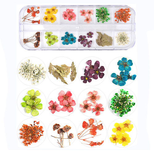 Dried Assorted Flowers and Leaves with Container Tiny Queen Anne Lace