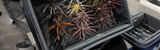 Best Urchin Bait Storage Box