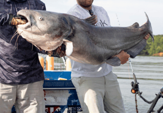 Catfish