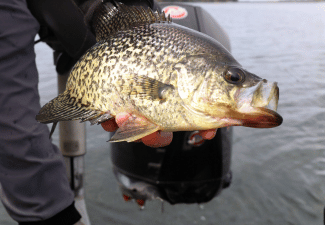 Crappie & Panfish