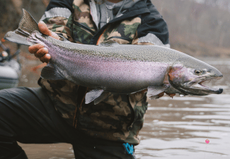 Salmon & Steelhead