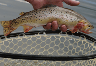 Trout