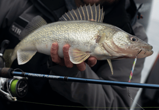 Walleye