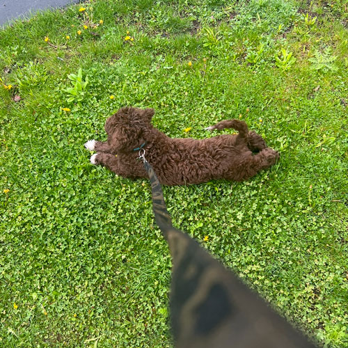 Portuguese Water Dog