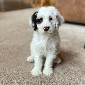 Portuguese Water Dog