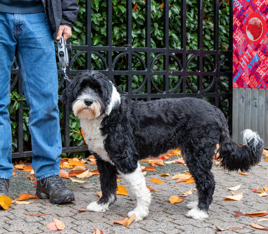 Portugese Water Dog