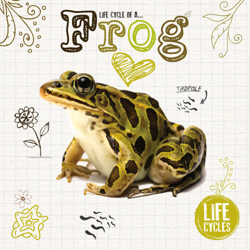 Frog Life Cycles